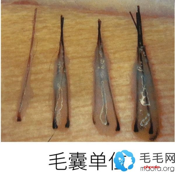 大蛇剃怎么发音_大蛇剃_大蛇剃日文怎么念