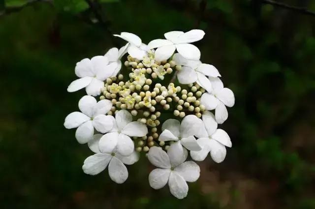 琼花露_琼花露_琼花露