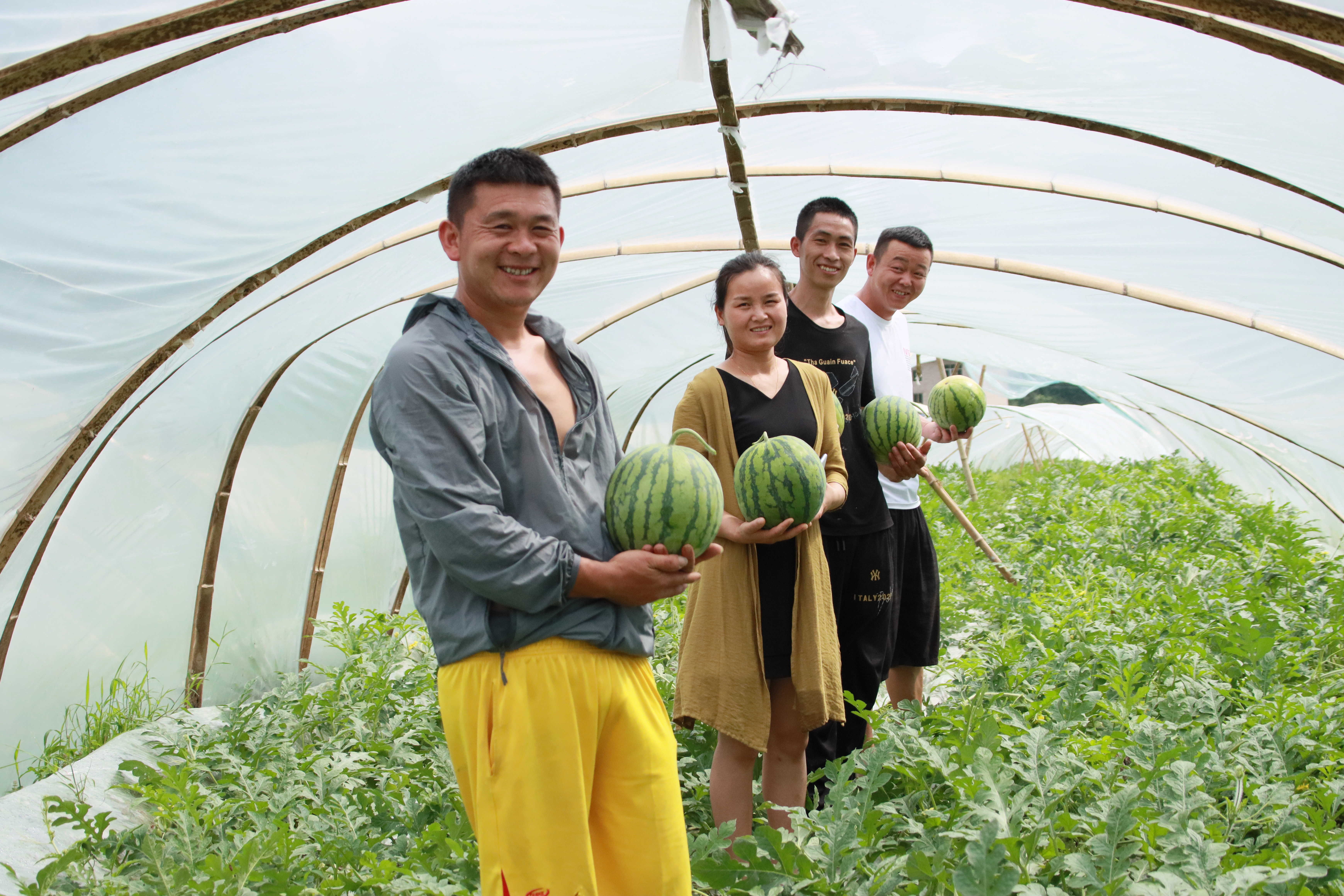 西瓜村在哪里_西瓜村种冬瓜绕口令_西瓜村