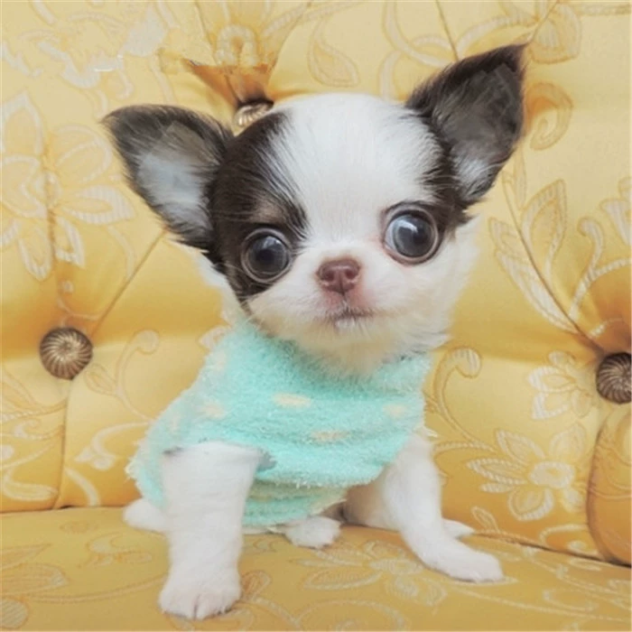 世界犬种之王_全世界最小的犬种是_世界犬种分类