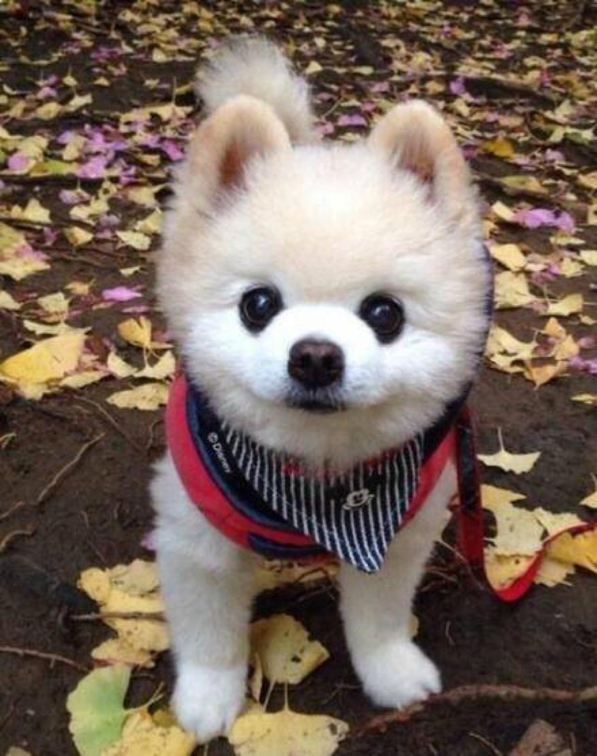 全世界最小的犬种是_世界犬种分类_世界犬种之王