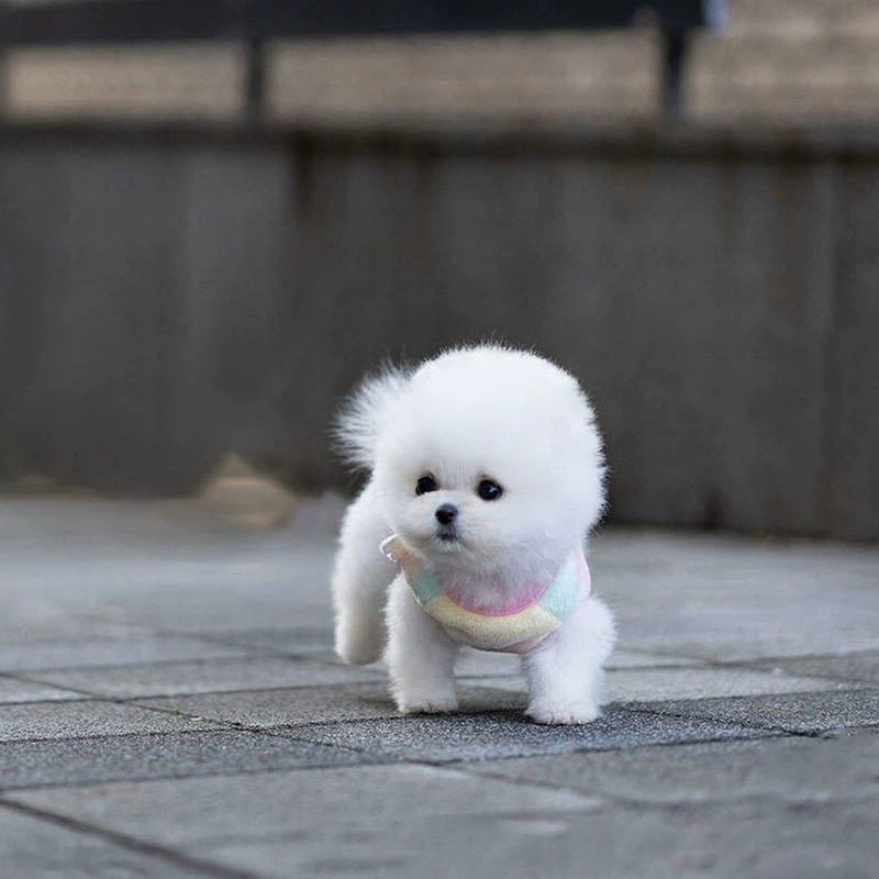 全世界最小的犬种是_世界犬种之王_世界犬种分类